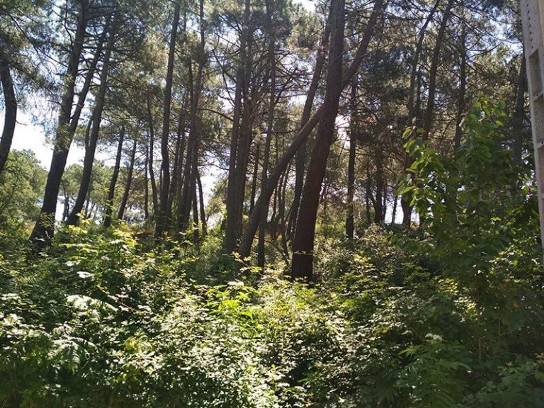 Parcela interna