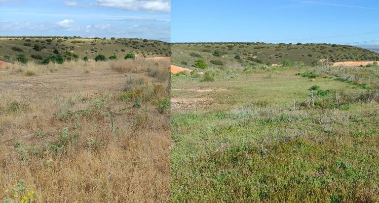 Comparativa visual estado del pasto en Morata de Tajuña