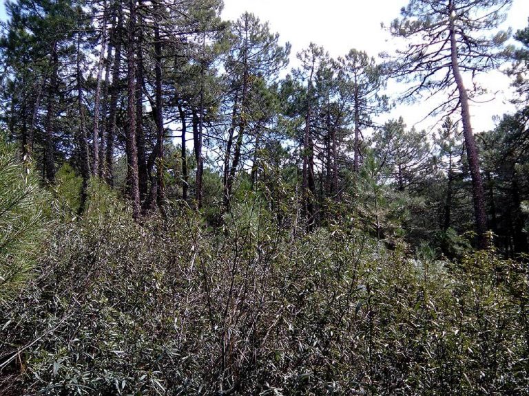 Toma de muestras de jara y Pinus pinaster