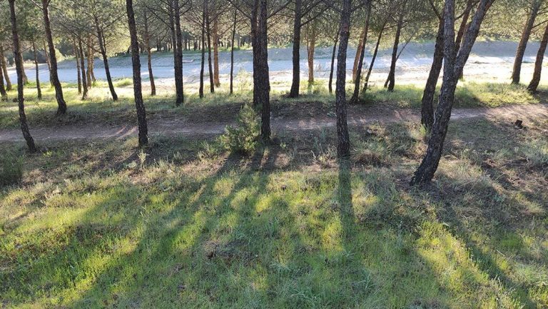 Zona del pinar sin continuidad vertical