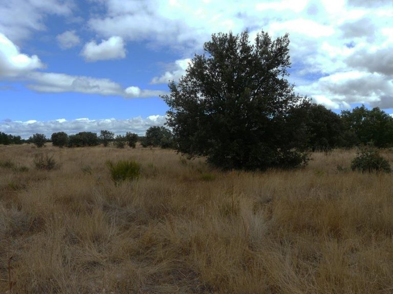 Emplazamiento Planta Solar en la provincia de León