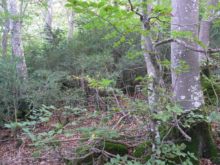 Análisis de Biomasa en la comarca de Montaña Alavesa (Álava)