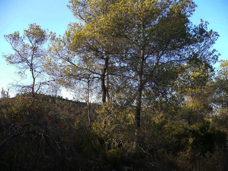 Ordenación de los montes de Mequinenza (Zaragoza)