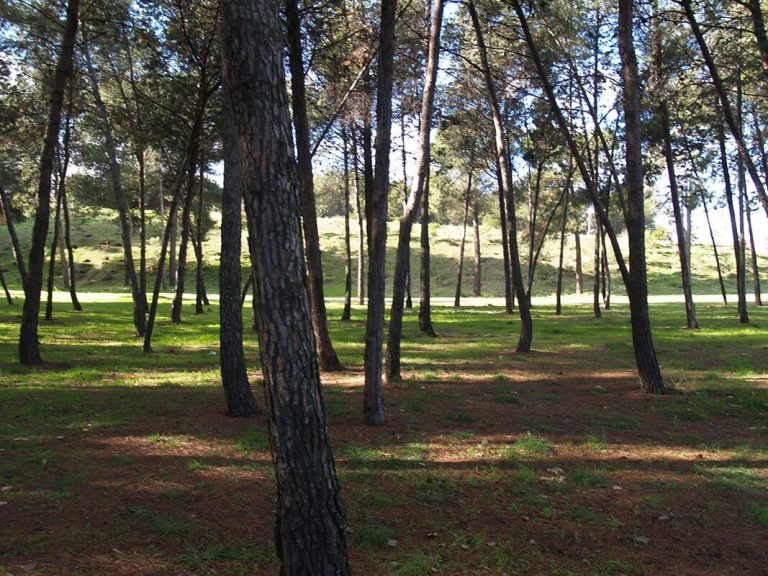 Parque Pinar de Barajas (Madrid)