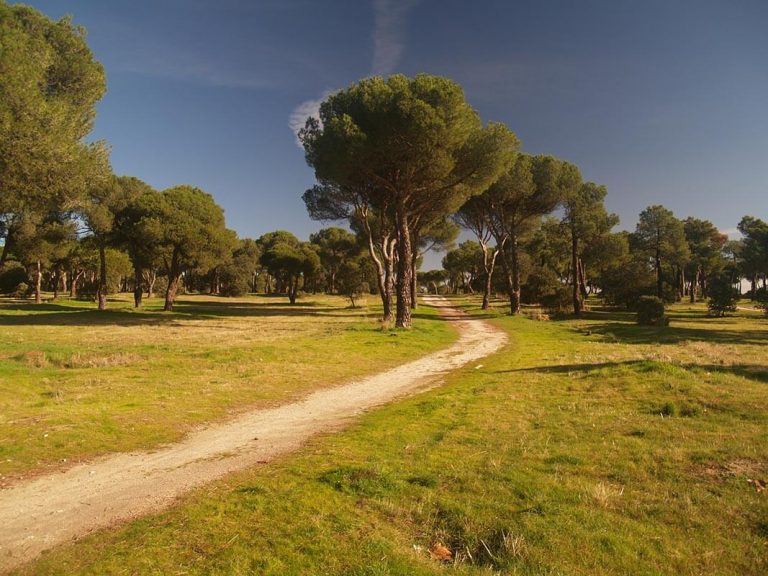 Plan de gestión del Parque de Navalcarbón en Las Rozas (Madrid)
