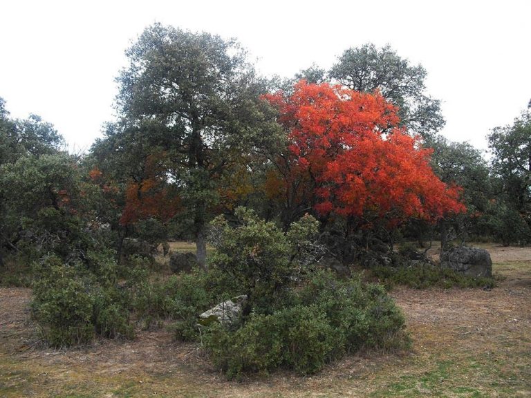Finca en Navalagamella (Madrid)