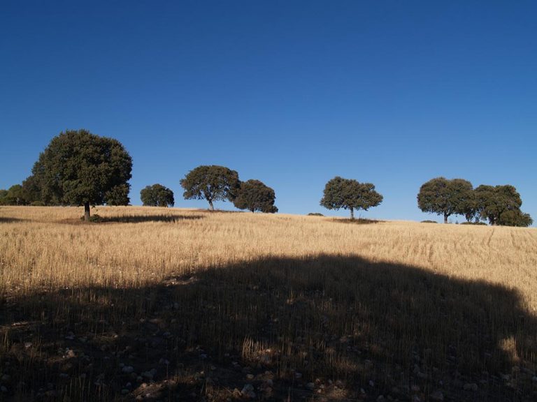 Gestión agroforestal
