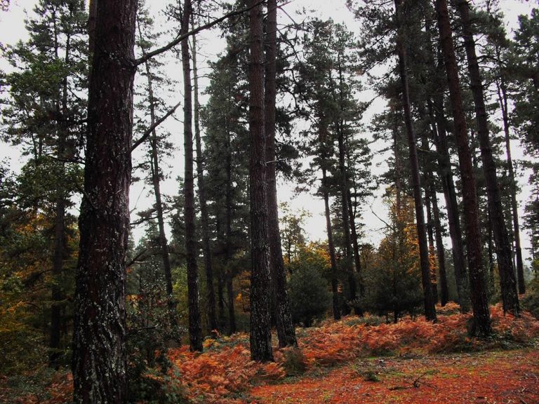 Reserva Forestal de Albinagoia en Aramaio