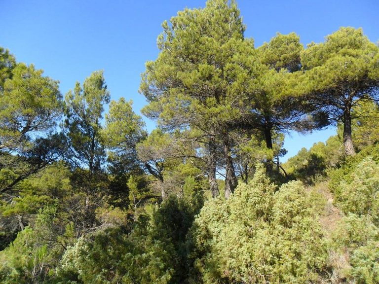 Reserva Forestal del Pinar de Dueñas