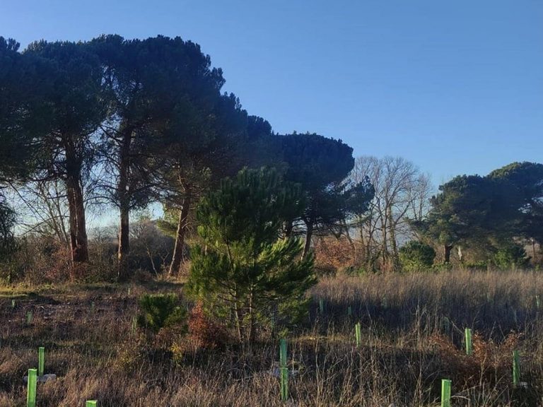 Cambio de chopera por especies autóctonas en Lantarón (Álava)