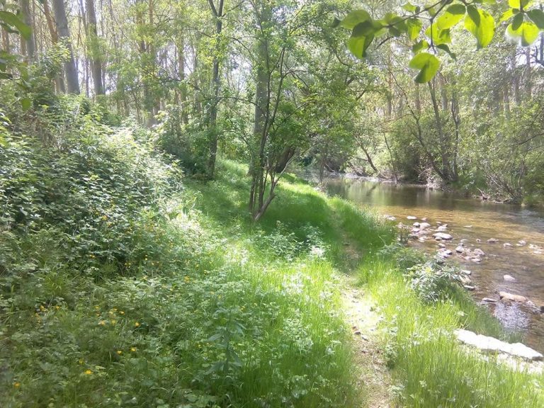 Restauración de riberas en el río Zadorra (Álava)