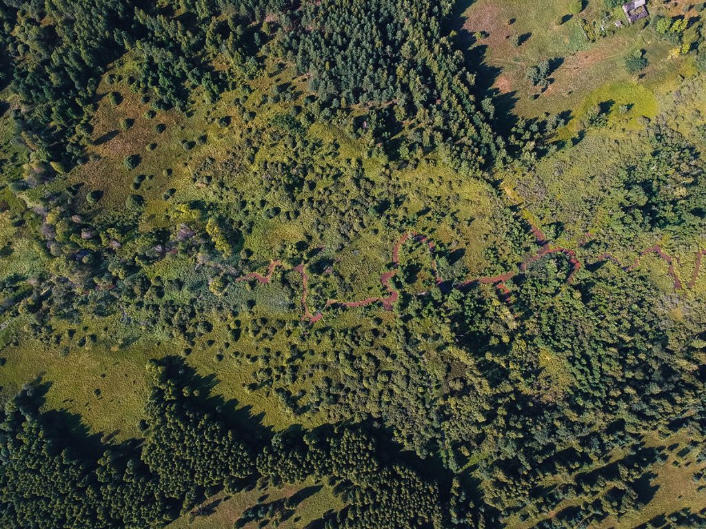 Lidar forestal
