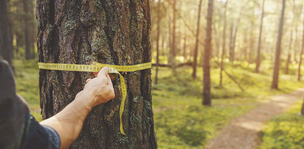Tasador forestal