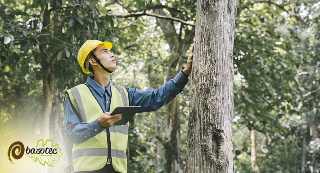 Tasador forestal