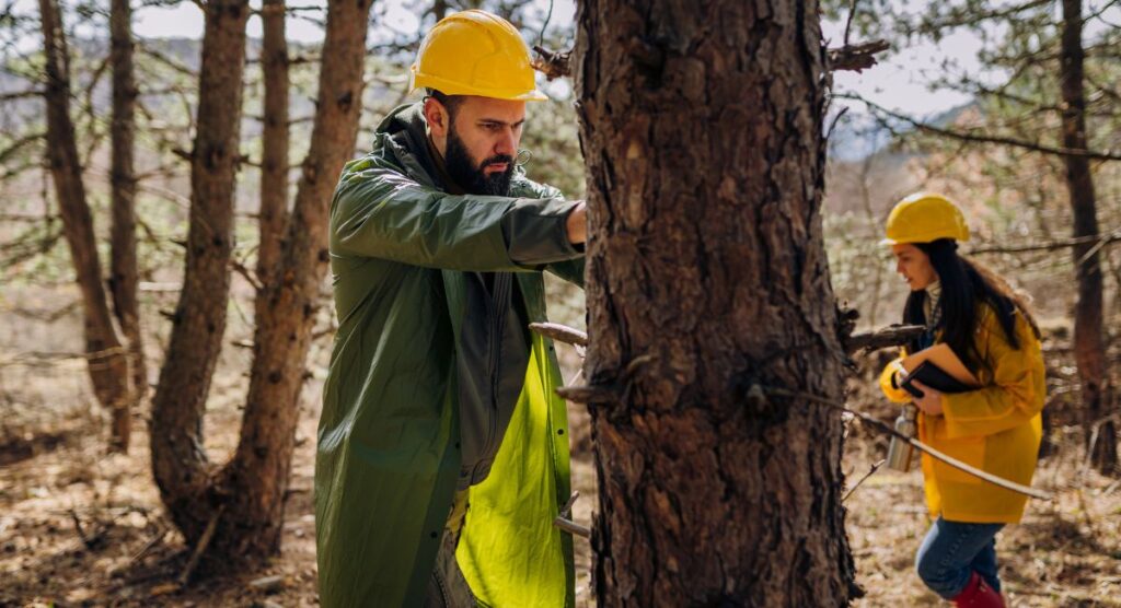 Planes de Gestión de Fincas Forestales