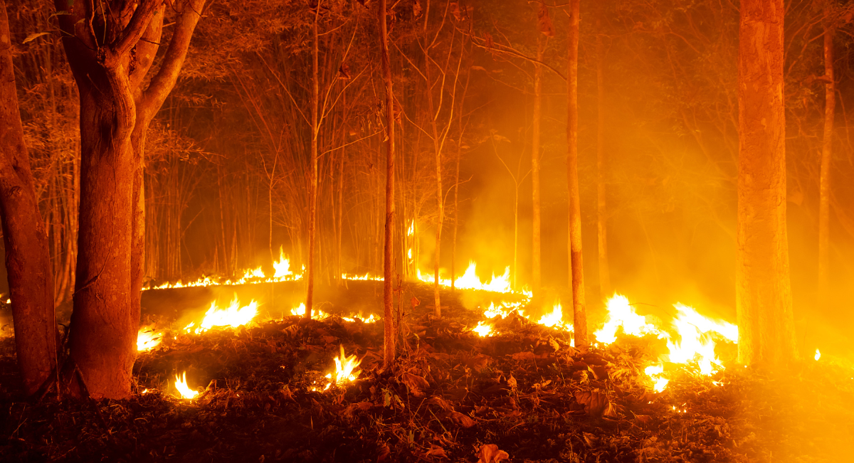 efectos de los incendios forestales