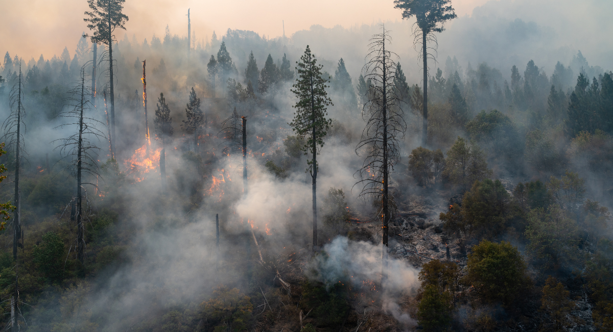 Efectos de los incendios forestales sobre los recursos naturales